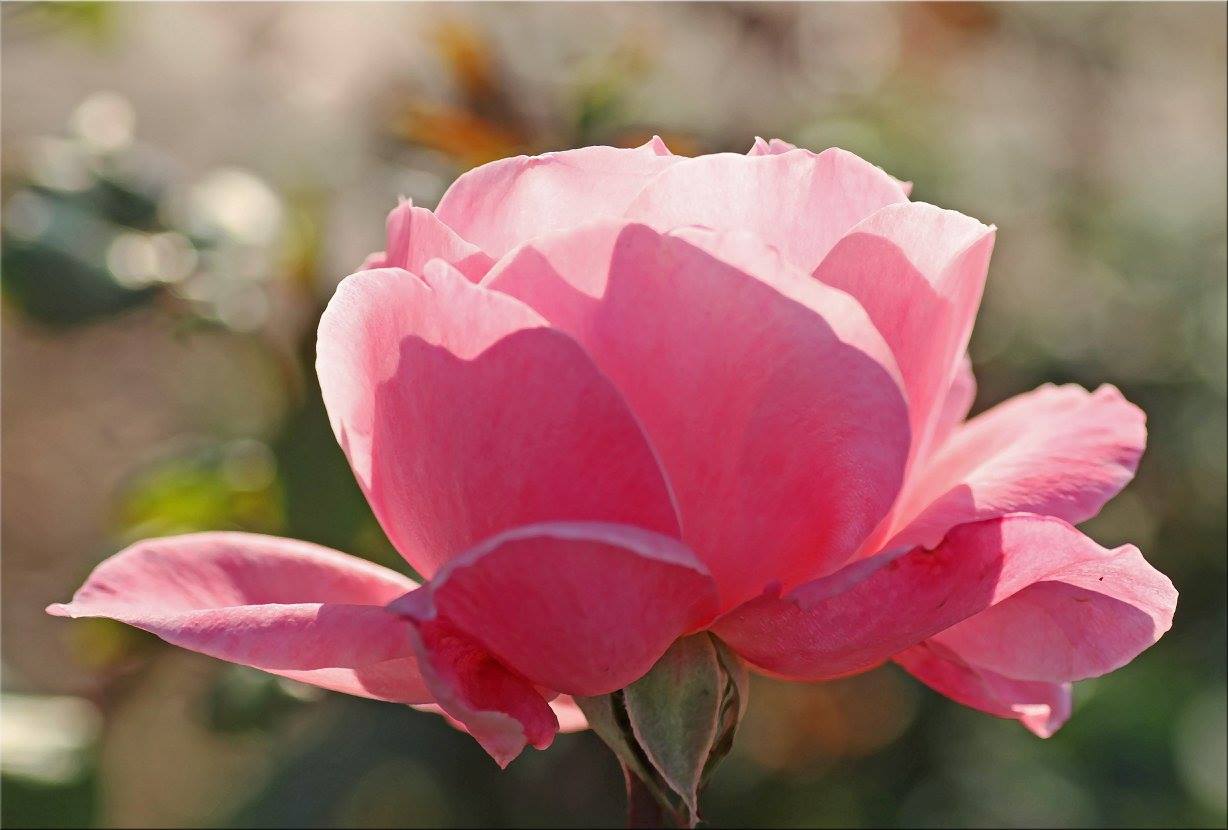 photo "***" tags: nature, macro and close-up, closeup, flower, garden, macro, pink, rose