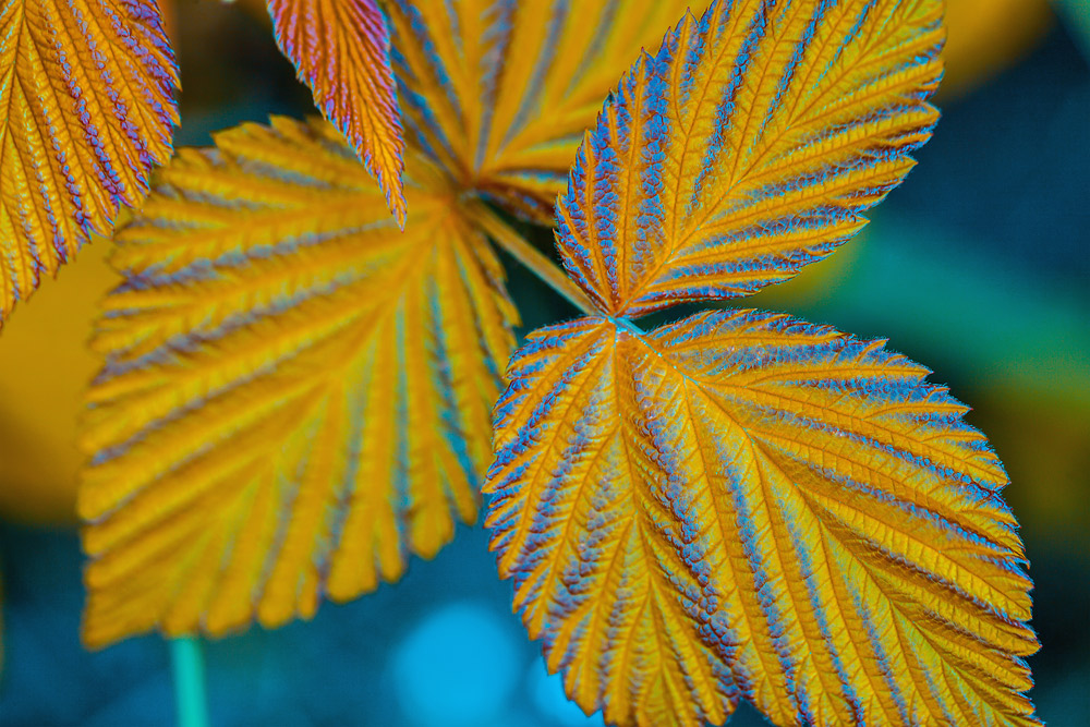 photo "***" tags: nature, macro and close-up, 