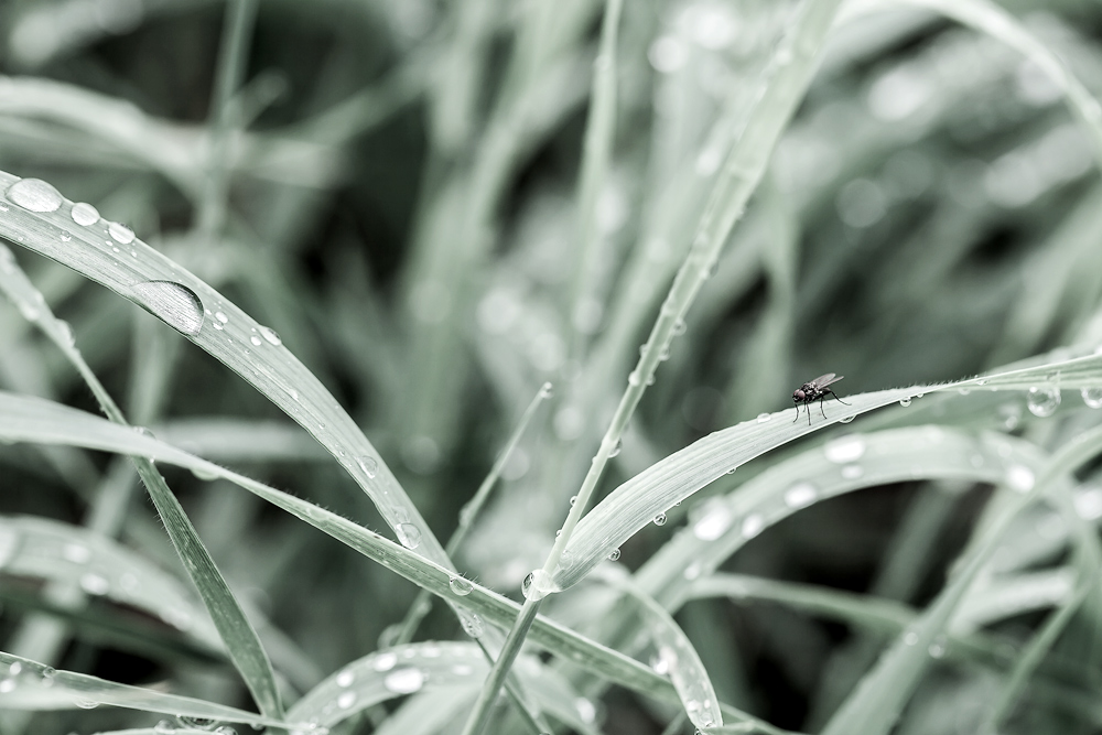 photo "***" tags: nature, 