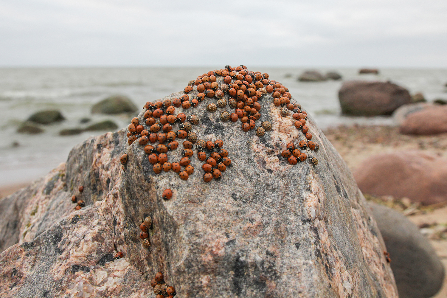 photo "***" tags: , sea, Насекомые, божья коровка