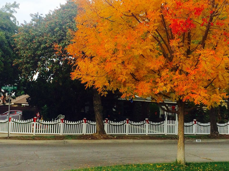 фото "***" метки: природа, стрит-фото, autumn colors, autumn leaves, california, color, fall, leaves, neighborhood, tree, осень