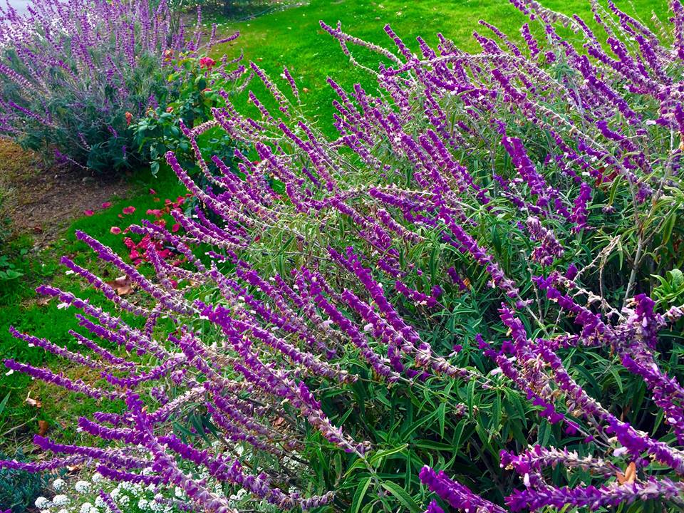 photo "Lavender" tags: nature, macro and close-up, flowers, garden, lavender, plants