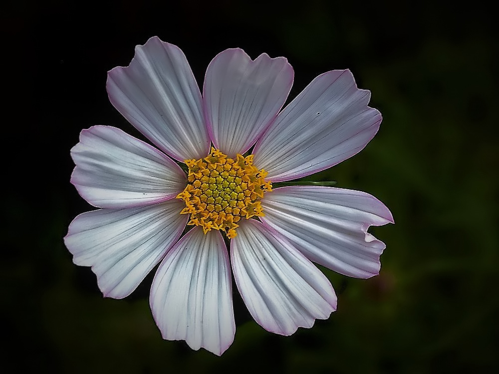 фото "A simple Flower..."" метки: природа, макро и крупный план, 