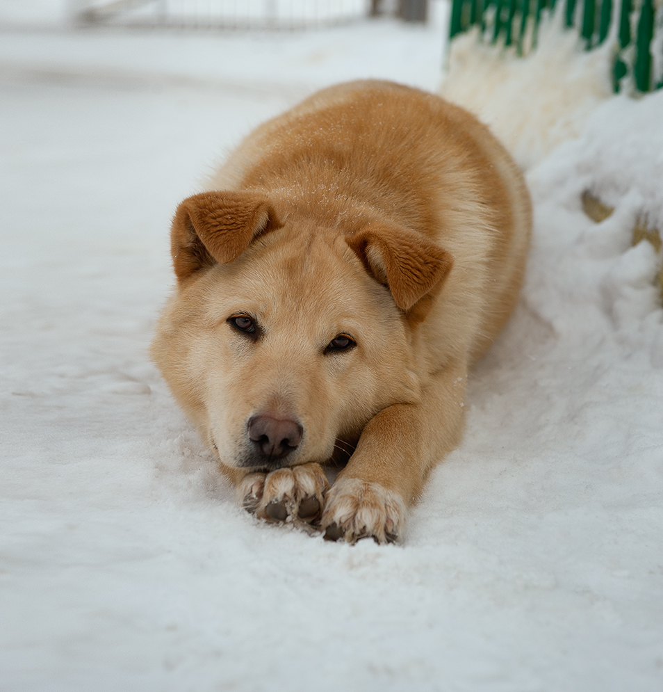 photo "***" tags: portrait, misc., pets/farm animals