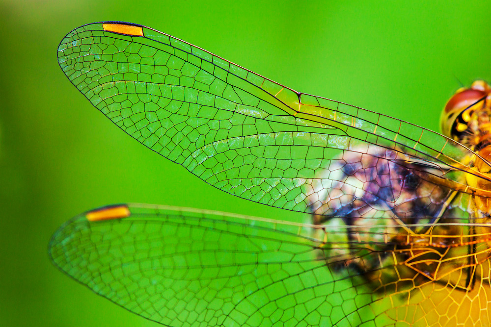 photo "***" tags: nature, macro and close-up, 