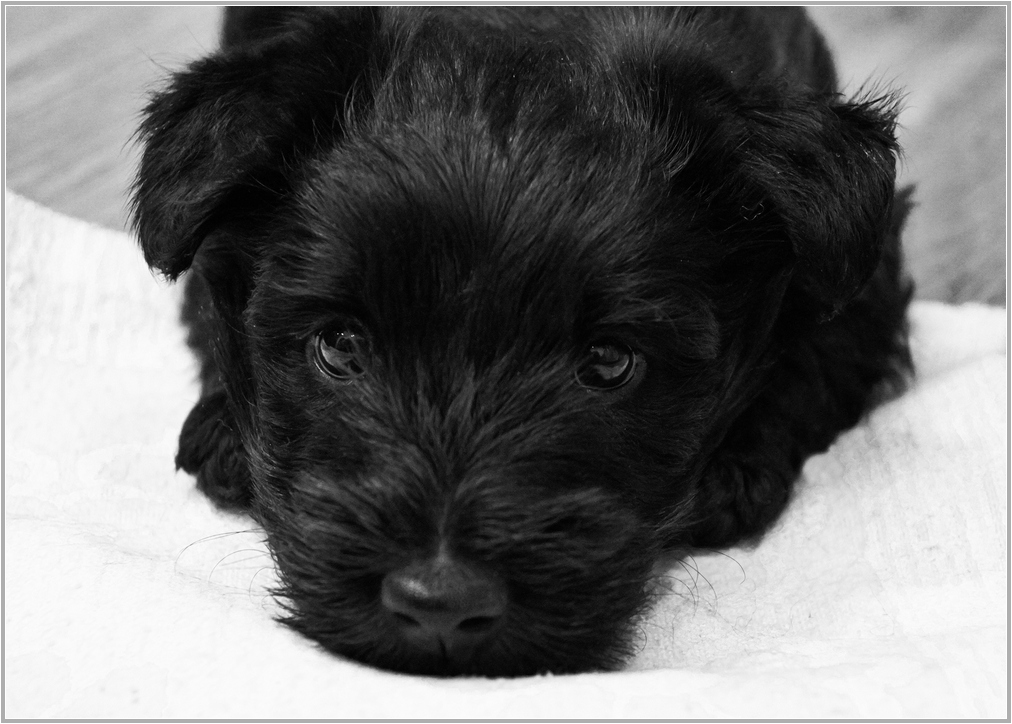 photo "***" tags: black&white, pets/farm animals, собаки