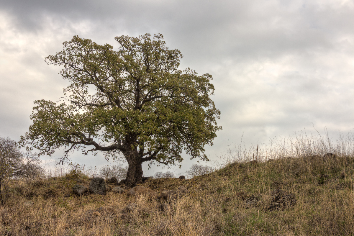 photo "***" tags: landscape, Israel, tree, winter, Голанские высоты