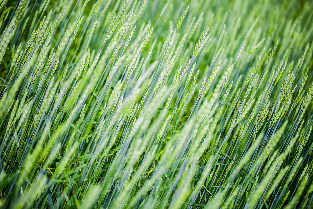 photo "***" tags: nature, 