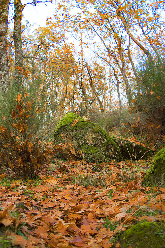 photo "***" tags: nature, 
