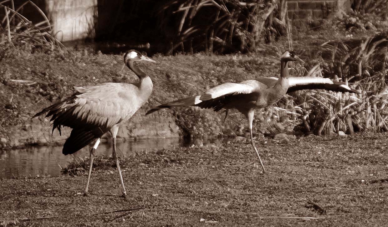 photo "***" tags: nature, black&white, 