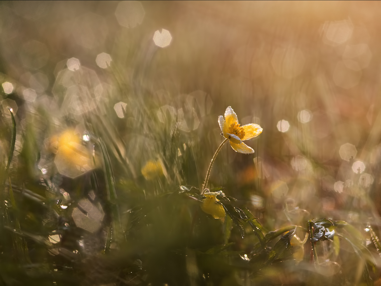 photo "***" tags: macro and close-up, 