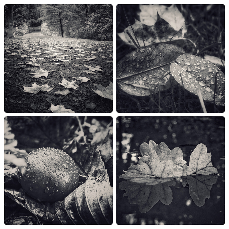 photo "Autumn in two colors" tags: macro and close-up, black&white, fragment, 