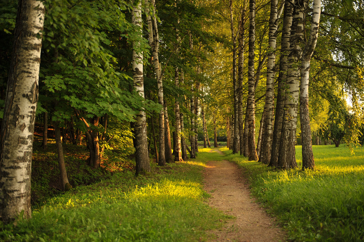 photo "***" tags: landscape, Russia, birches, родина