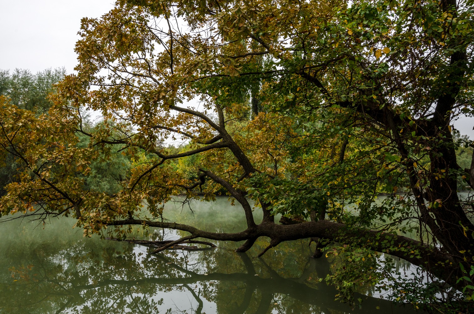 фото "Дуб горизонтальный" метки: природа, дерево, дуб