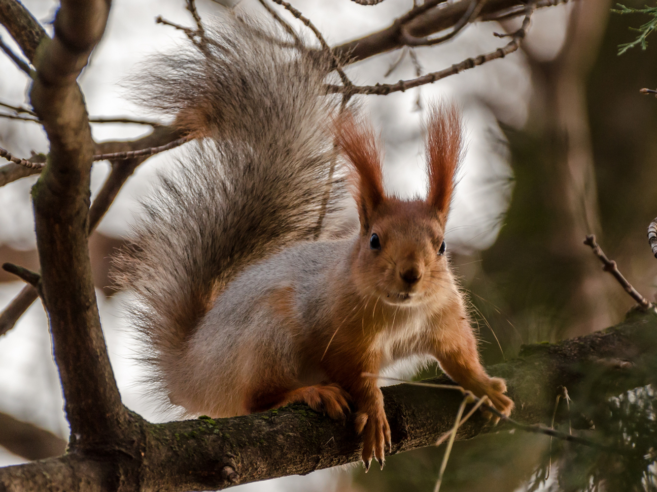 photo "***" tags: nature, squirrel