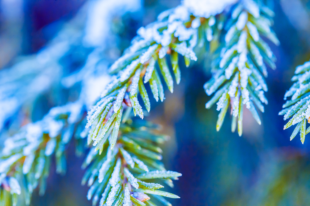 photo "***" tags: nature, 
