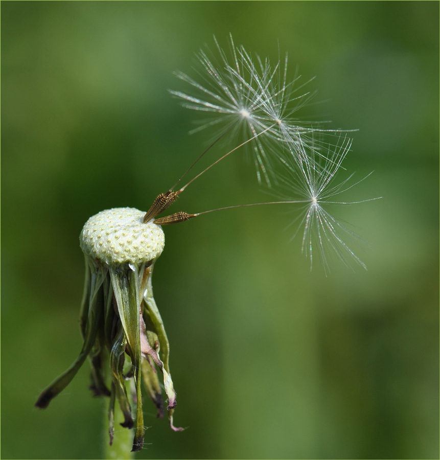 photo "***" tags: macro and close-up, nature, 