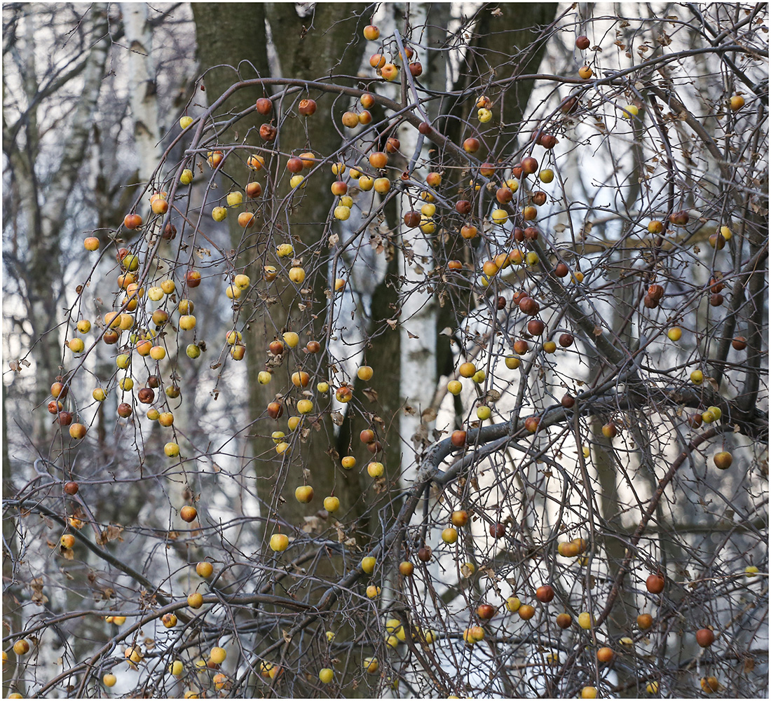photo "***" tags: misc., winter, яблоко