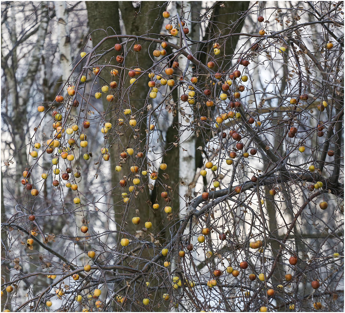 фото "Новогодний лес" метки: разное, зима, яблоко
