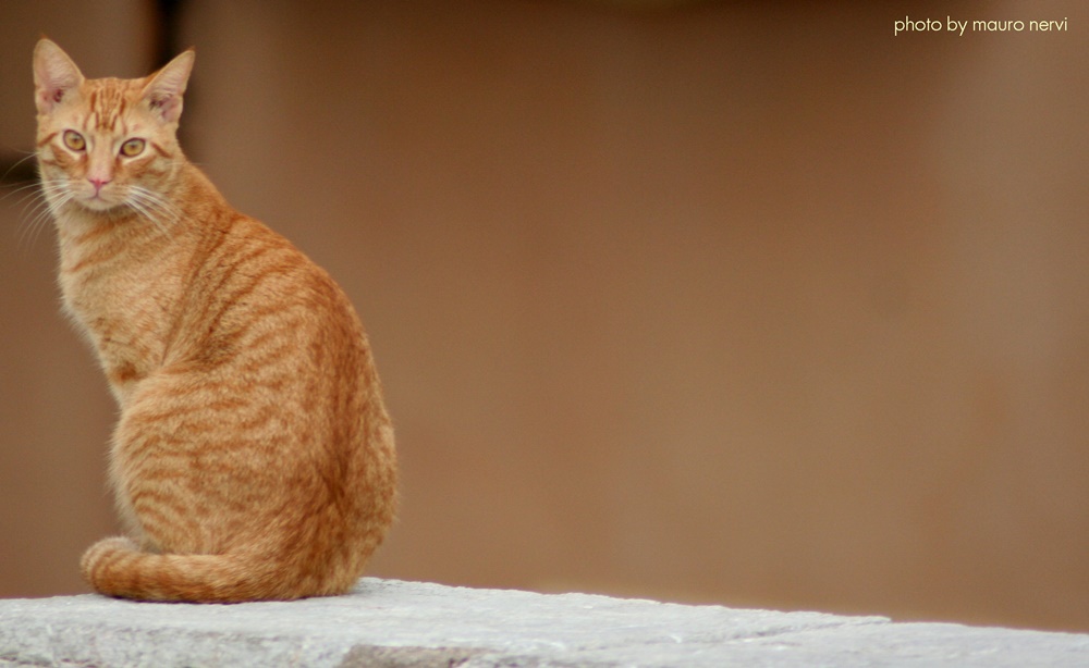 photo "the cat" tags: nature, 