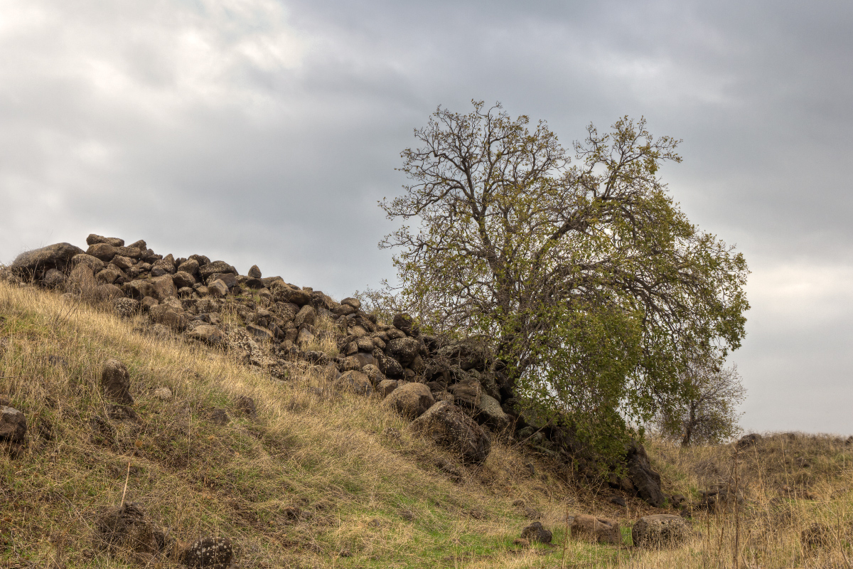 photo "***" tags: landscape, Israel, winter, Голанские высоты