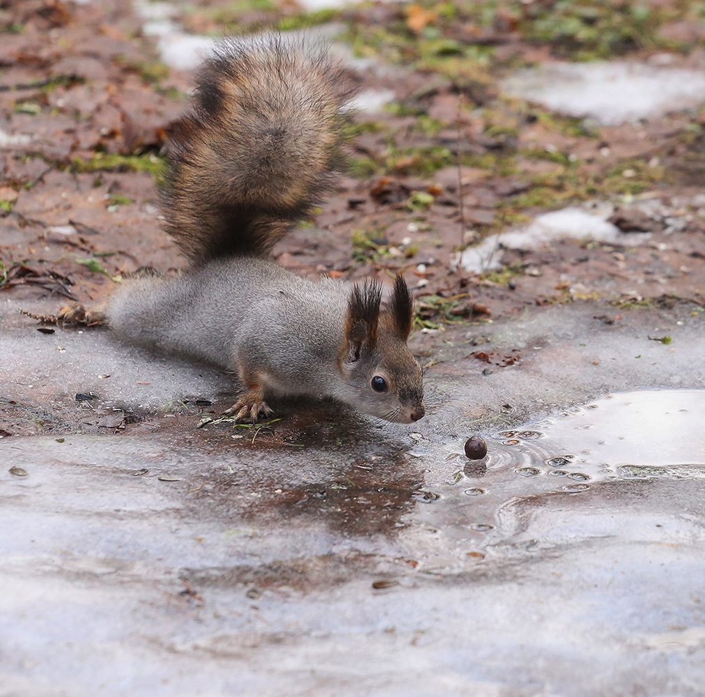 photo "***" tags: nature, park, squirrel, winter