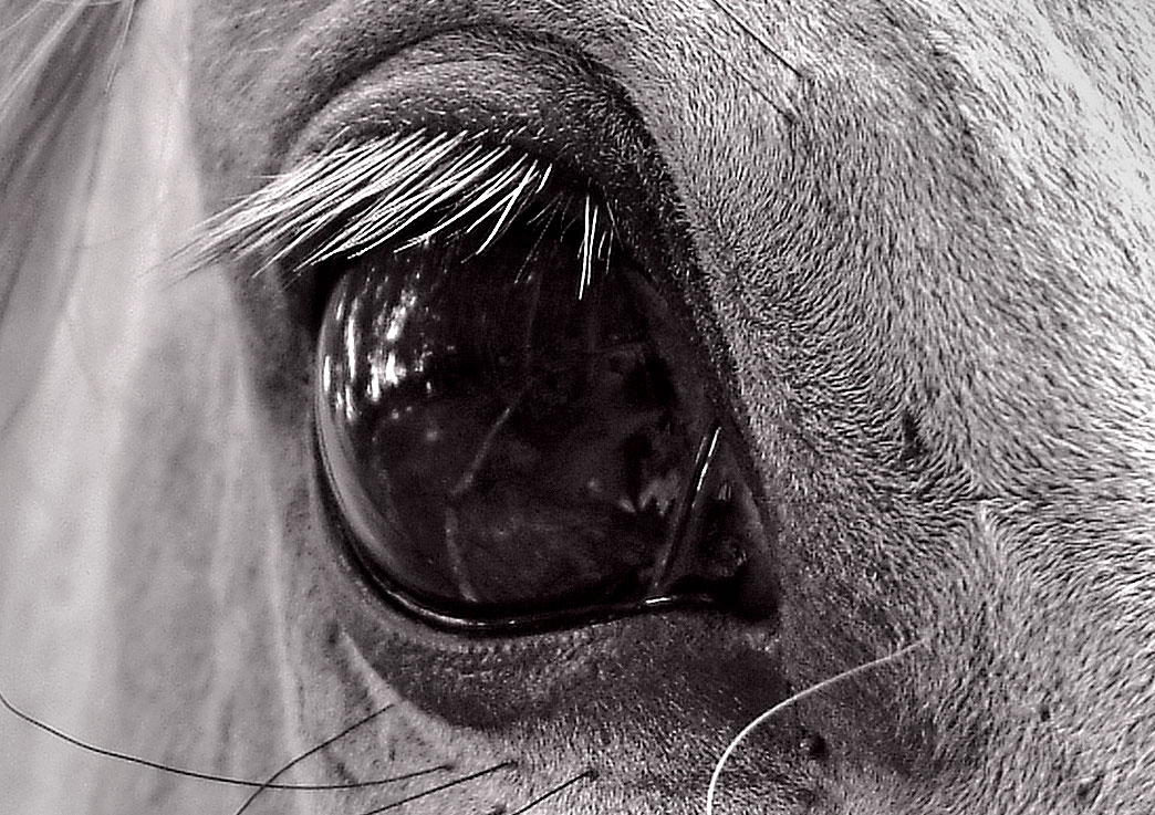фото "Грустный взгляд старой лошади" метки: макро и крупный план, черно-белые, 
