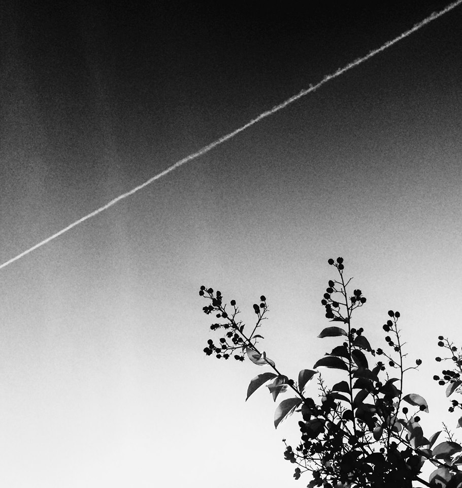 photo "Sky Line" tags: abstract, black&white, contrail, sky, tree