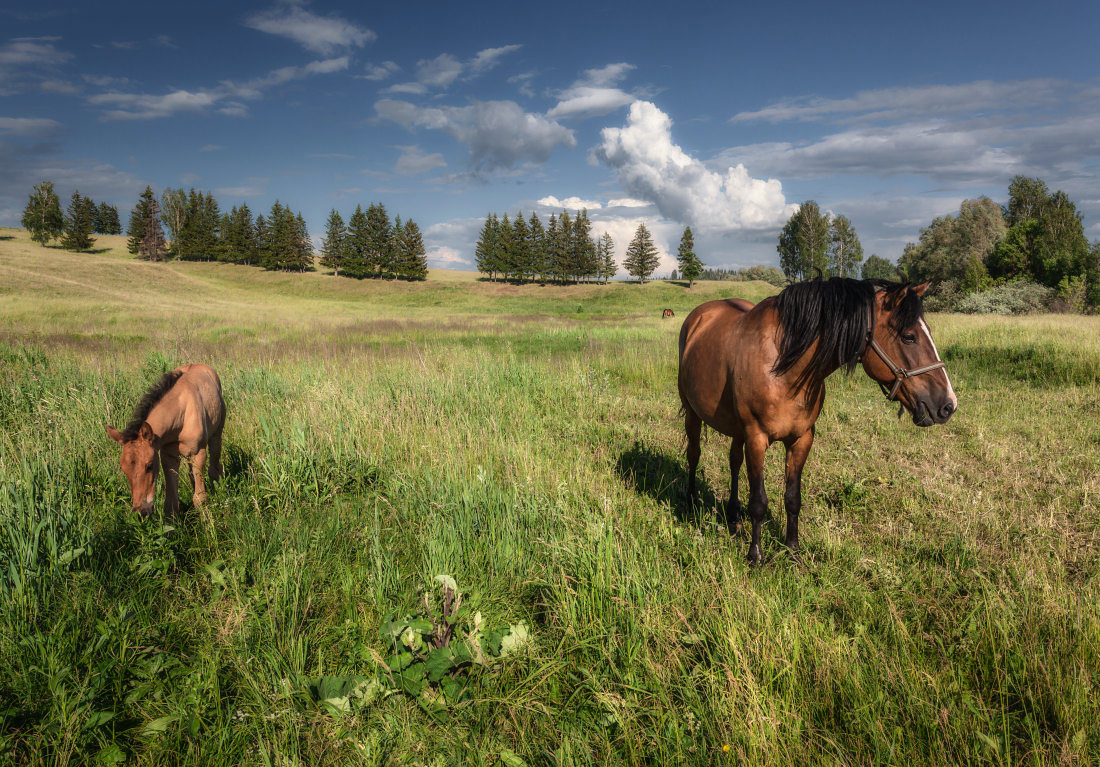 photo "***" tags: landscape, clouds, field, forest, grass, sky, summer, жеребенок, лошади