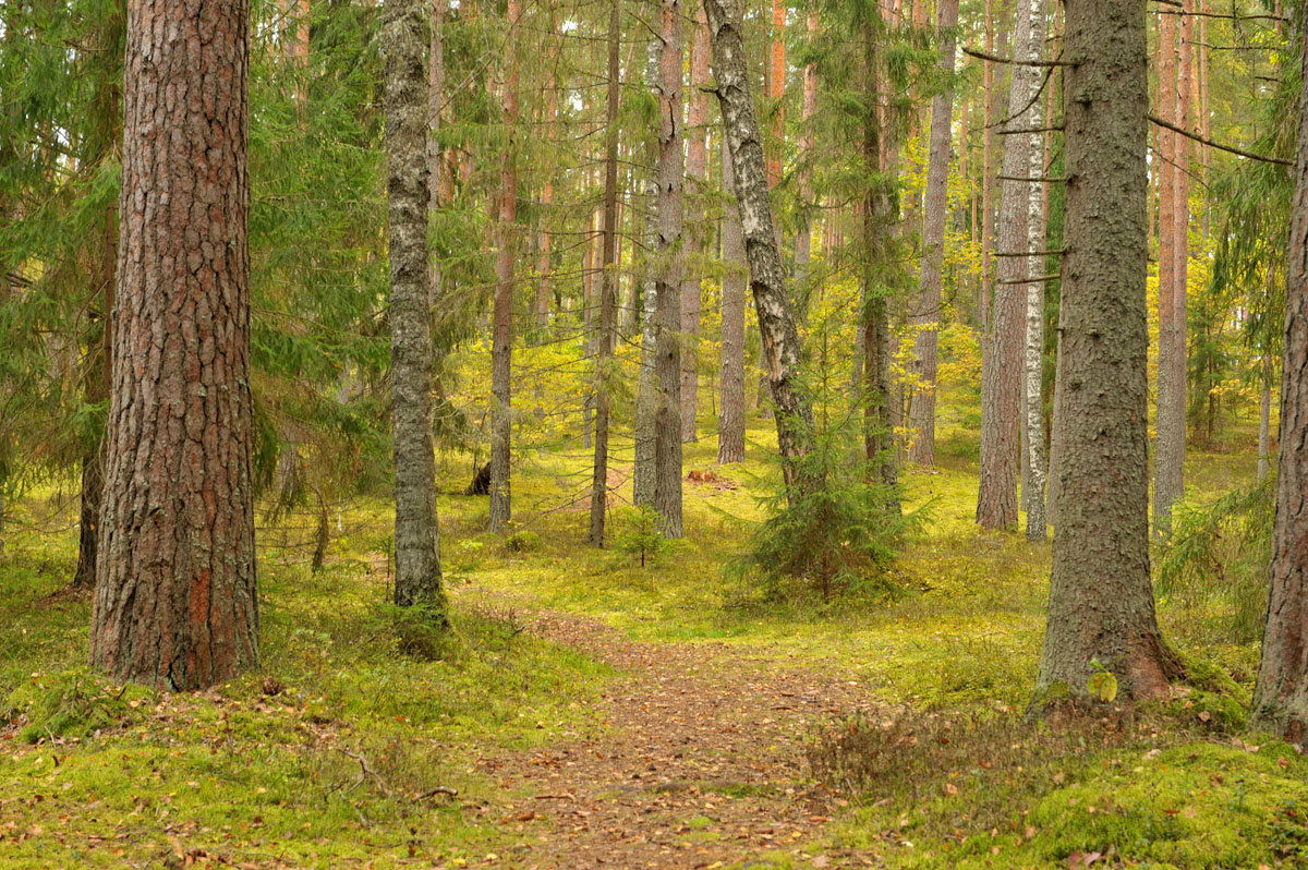 photo "***" tags: landscape, Russia, autumn, forest, Отчизна