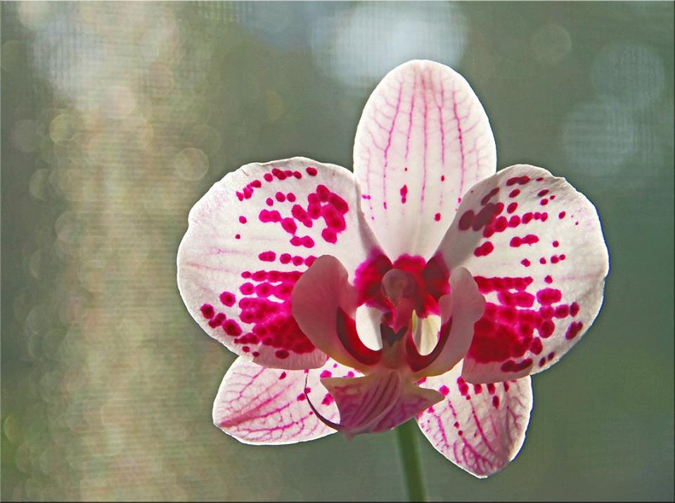 photo "***" tags: macro and close-up, nature, closeup, flower, orchid