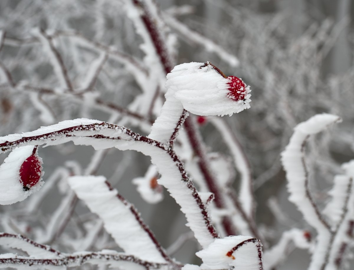 photo "***" tags: macro and close-up, 