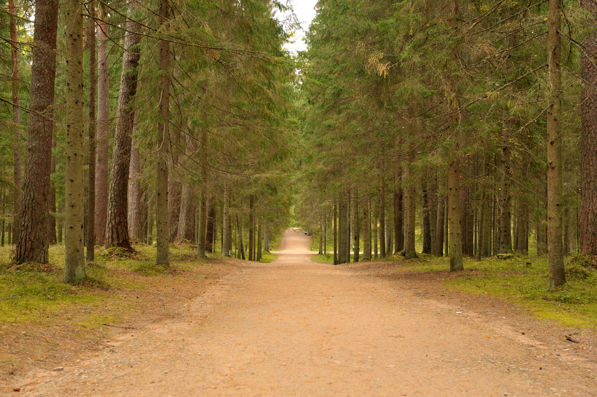 photo "***" tags: landscape, Russia, autumn, forest, road, Отечество