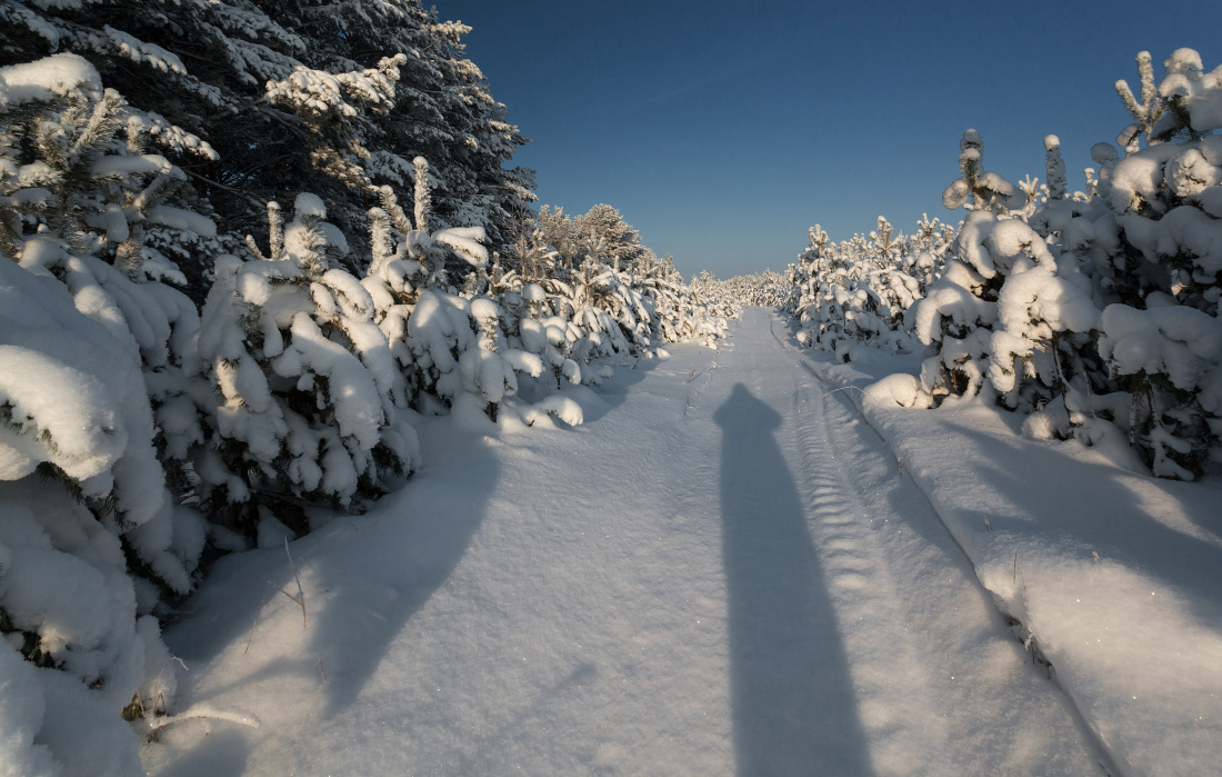 photo "***" tags: landscape, forest, snow, sun, winter, колея, мороз, сосны, сугробы