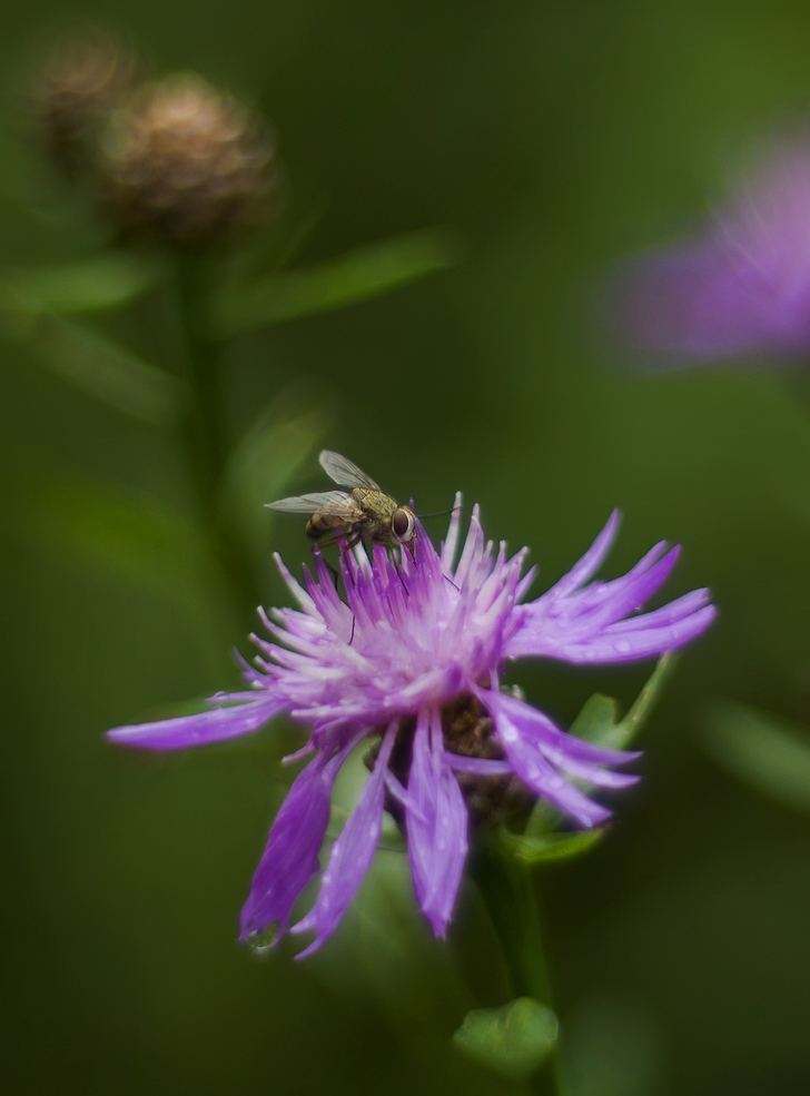 photo "***" tags: macro and close-up, 