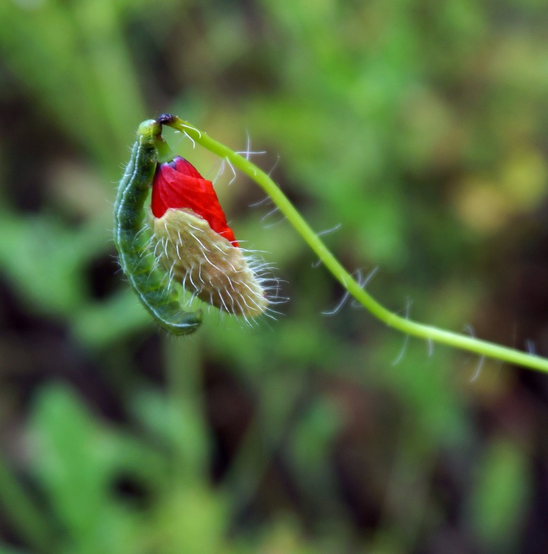 photo "***" tags: nature, macro and close-up, landscape, 