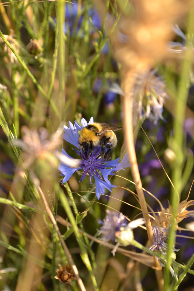 photo "***" tags: nature, macro and close-up, 