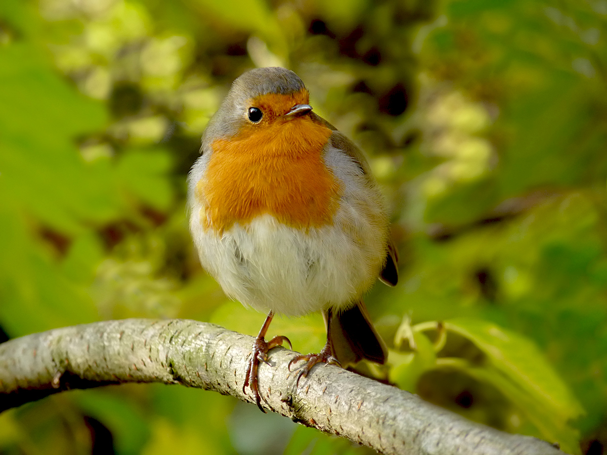 photo "***" tags: macro and close-up, wild animals