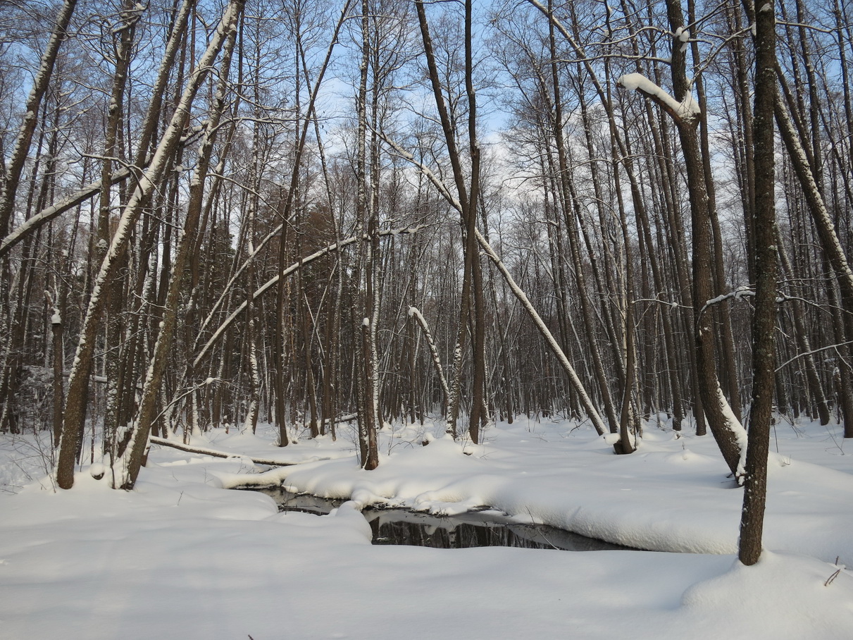 photo "***" tags: landscape, nature, forest, winter