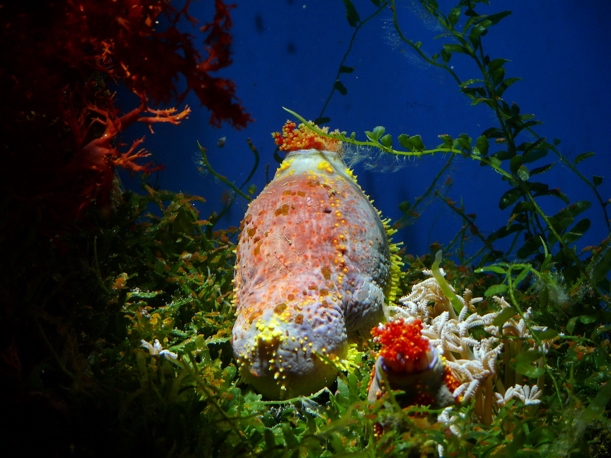 фото "Коралл" метки: природа, подводные, 