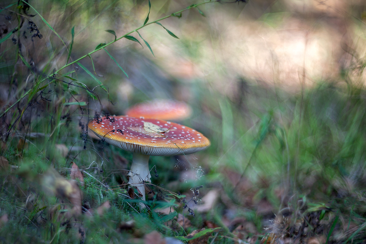 photo "***" tags: macro and close-up, nature, 