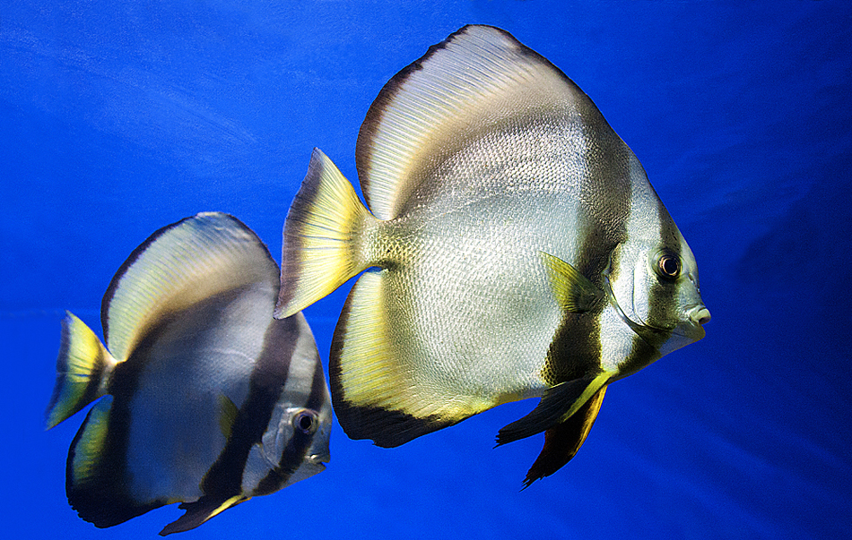 photo "The soaring" tags: macro and close-up, Севастопольский аквариум.