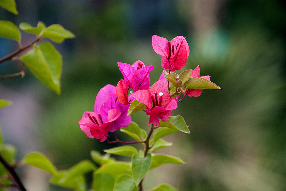 photo "The crimson dress" tags: macro and close-up, Crimea, flowers, ботанический сад