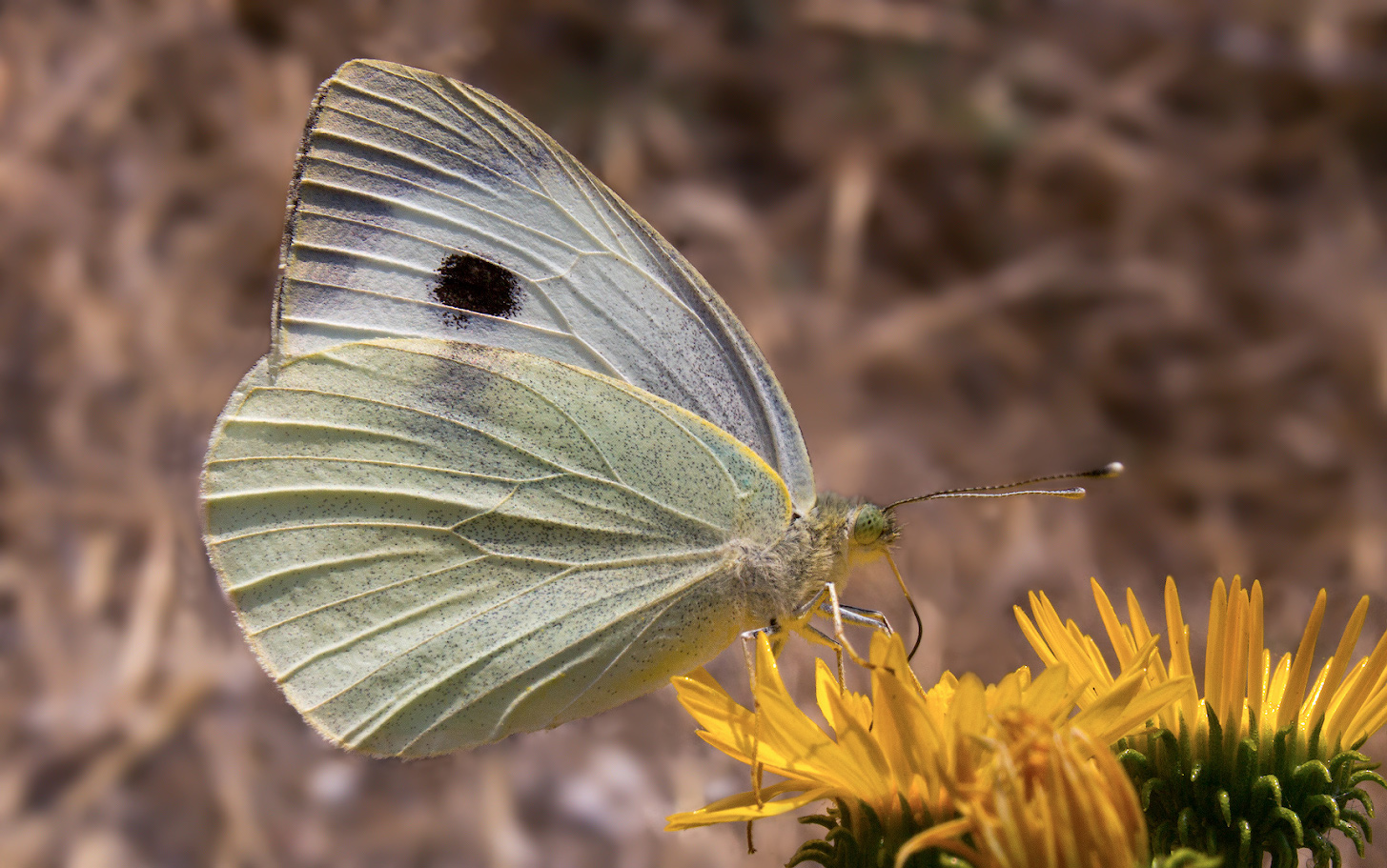 photo "***" tags: macro and close-up, butterfly