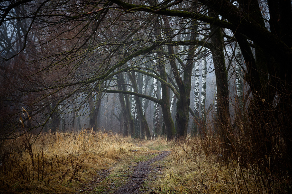 photo "***" tags: nature, autumn, forest, park, деревья