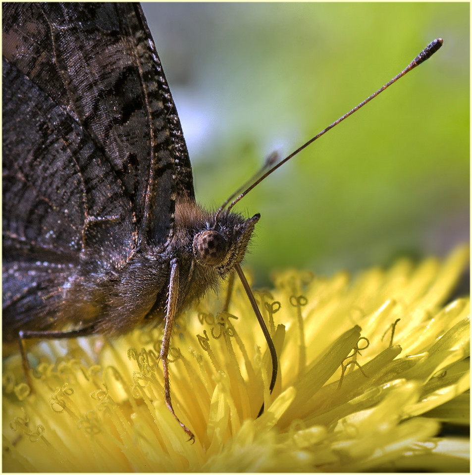 photo "***" tags: macro and close-up, 