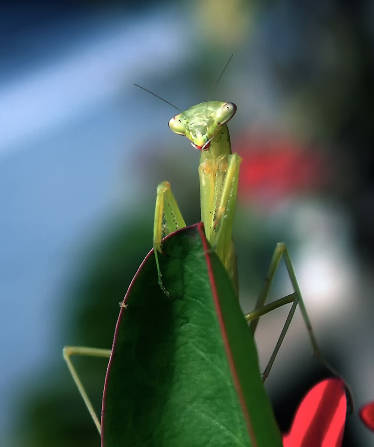 photo "***" tags: macro and close-up, 