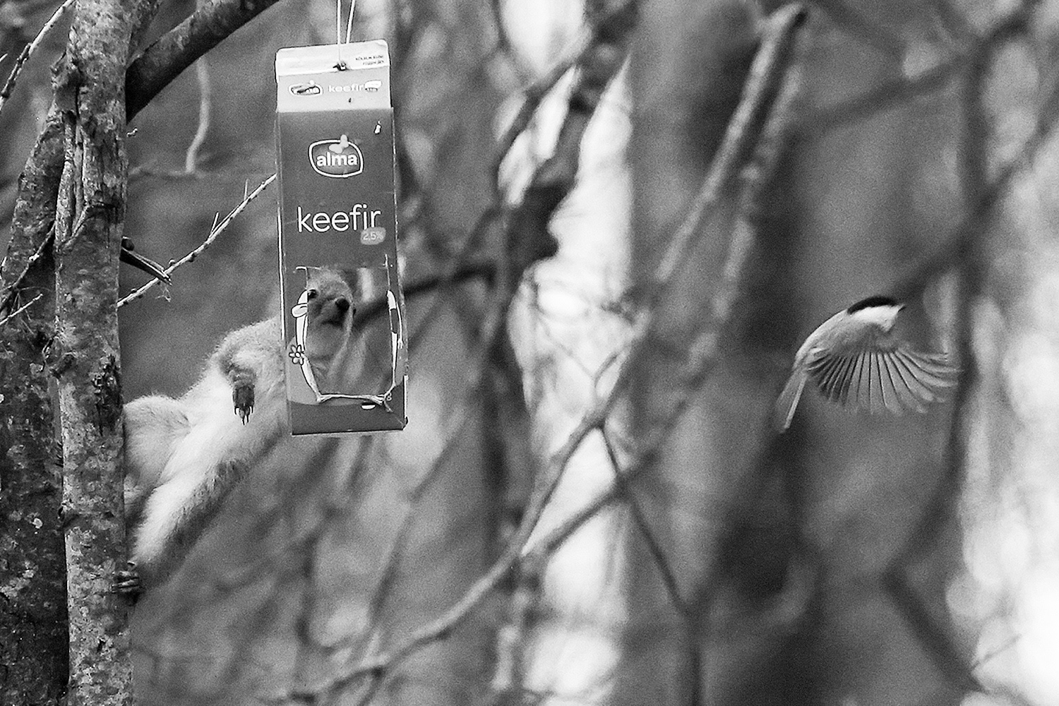 photo "***" tags: black&white, nature, park, squirrel, winter