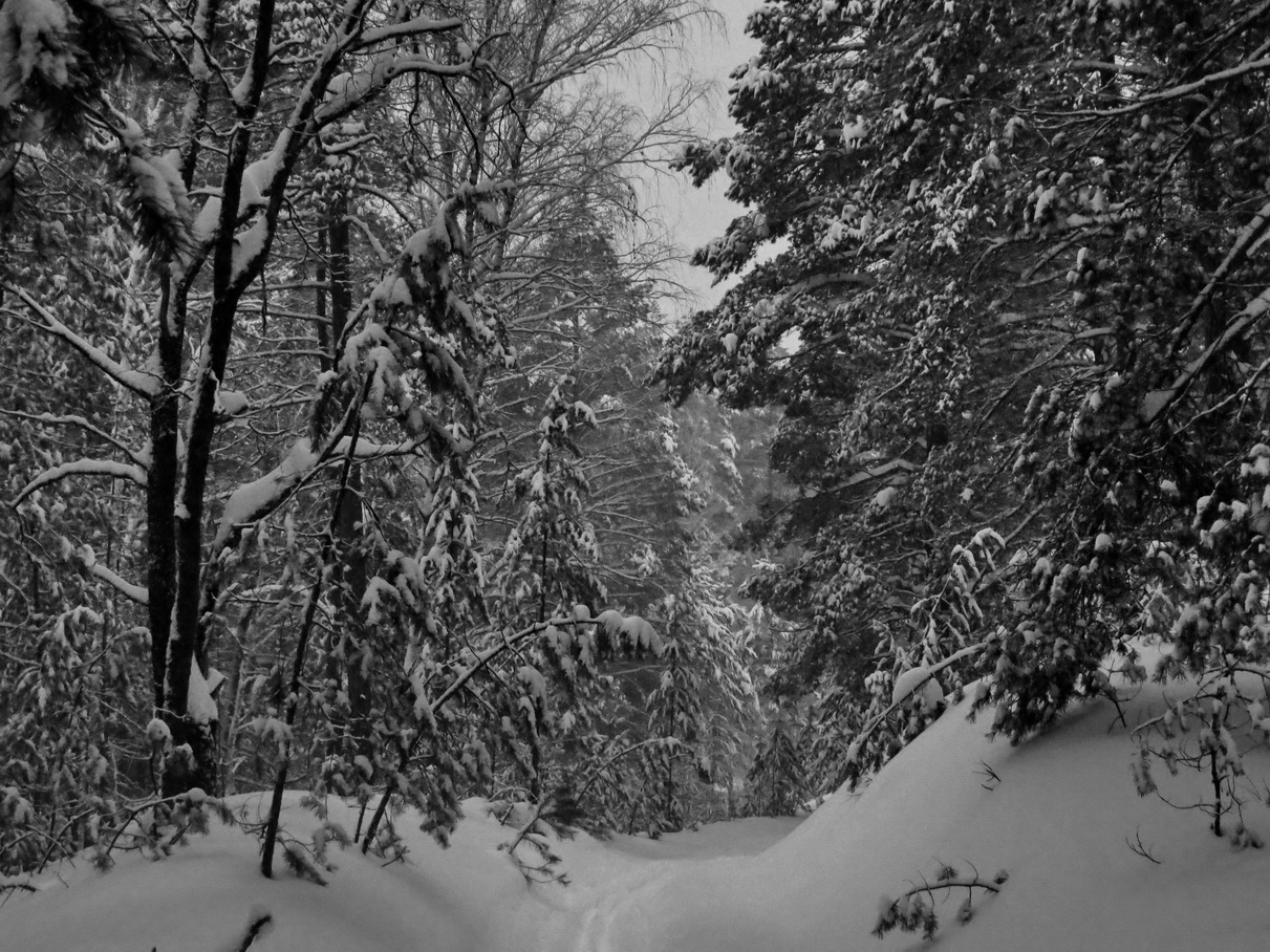 photo "***" tags: landscape, black&white, forest, winter, мороз