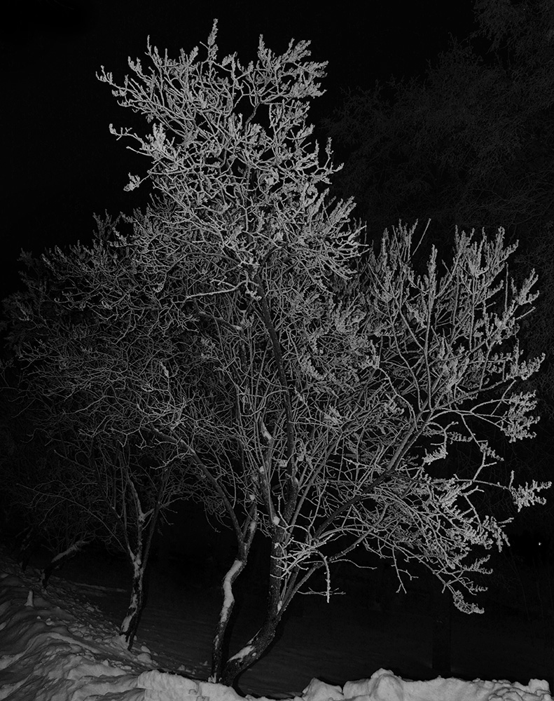 photo "***" tags: nature, hoarfrost, winter